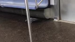 Pigeon on subway walks to open door and stands there