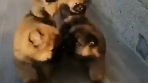 many puppies running to you!