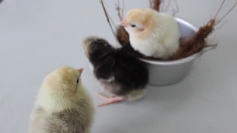Close Up Video of Chicks