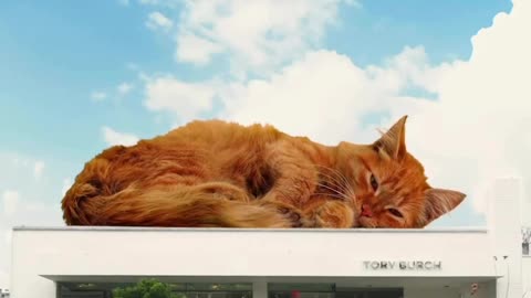 News Break: Giant cat guarding store