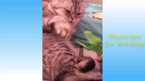 Cuddly energetic pets at play