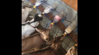 Baby goats drinking bottkes