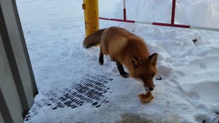 Feeding Hungry Foxes