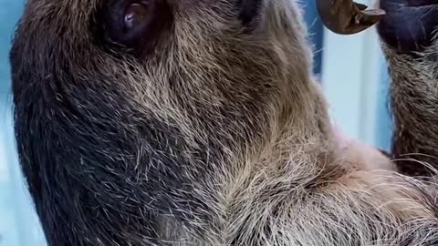 The adorable sloth