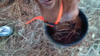 What Will This Goat Eat - Cardboard or Bark or Both