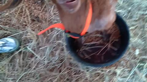 What Will This Goat Eat - Cardboard or Bark or Both