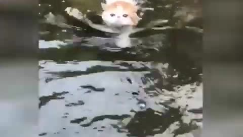 cute cat funny kitten videos