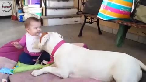 Funny Dogs Love Babies 💘🐶
