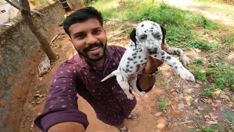 Dalmation dog in tamil | Dalmation |