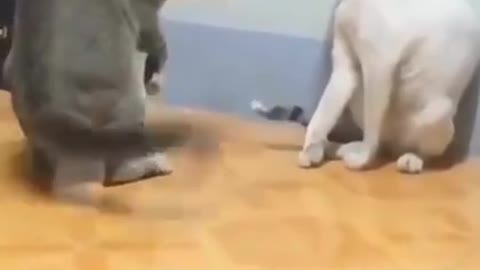 Funny Cat And Dog