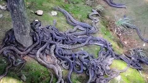 Snake- Island of Brazil