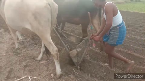 Indian Formar cultivate agriculture using Bullock /cow videos /Bullockcart pullock power videos