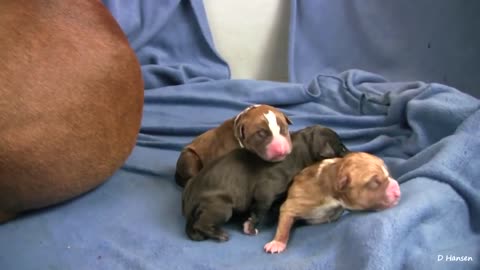 6 new was born pit bulls