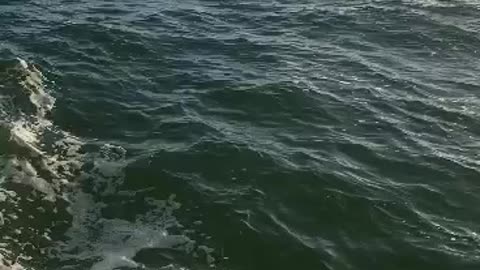 Dolphins ahoy