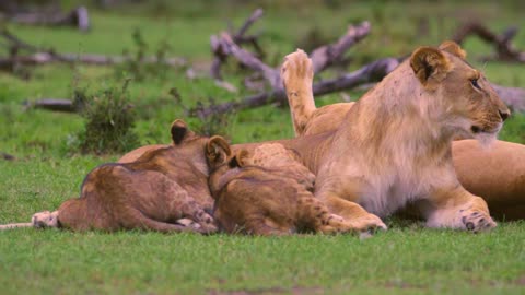 Lion Cubs Feeding