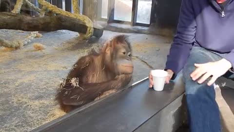 monkey sees magic trick and...
