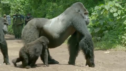 Massive silverback gorilla blocks a road so his family can cross safely