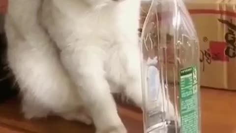 videos funny cats videos