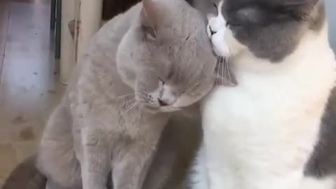 Lick my ear, I lick yours !!! 😍😍🐈