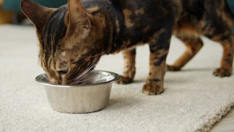 Bengal cat eating from metal bowl close-up