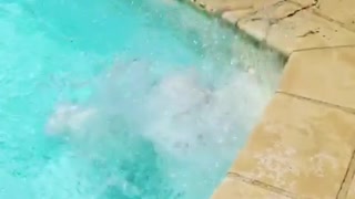 Bulldog pup Boris tumbles in pool