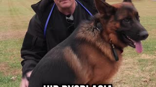 Top 3 Reasons Why You SHOULDN'T Get a German Shepherd