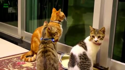 FUNNY CAT VIDEO