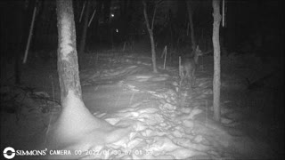 Backyard Trail Cam - Deer in Snow