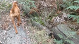 Rhodesian Ridgebacks, Loyal, Obedient, Fun, Bush Walking Hounds