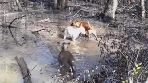 Inquisitive Dogs Have Close Encounter With Wild Deer