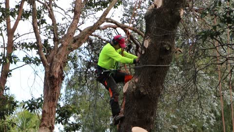Tree lopper's skilful use of ropes and safety gear