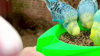 Pink Cockatoo, Budgies, Lovebirds