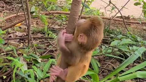 Baby monkey climbing tree