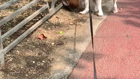 Cute dog's walking time