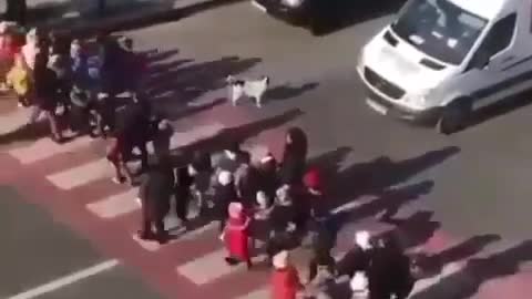 A strong doggo helps these kids cross the road 😀with a sweet heart 💛