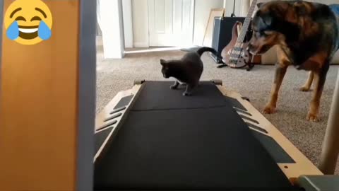 Funny Cats Playing on Treadmills 1