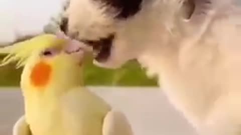 Cute dog and parrot natural love