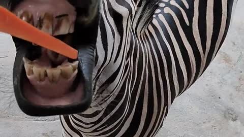 A zebra
