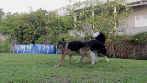 dogs playing on the grass