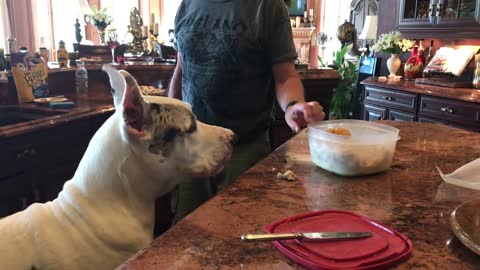 Great Dane Complains His Dinner is Late !