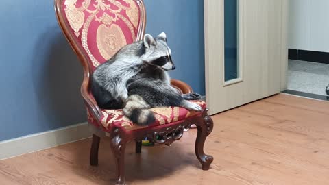 Raccoon sits in a nice chair, whining and grooming.