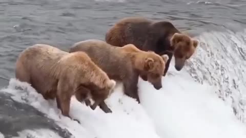 Bear catching fish