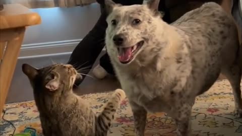 🐶 Playful Prank | "Dog Casually Pushes Over Cat" - Furry Friends at Play | FunFM