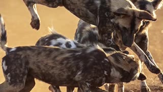 How African Wild Dog Are Incredibility Fast