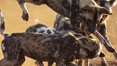 How African Wild Dog Are Incredibility Fast