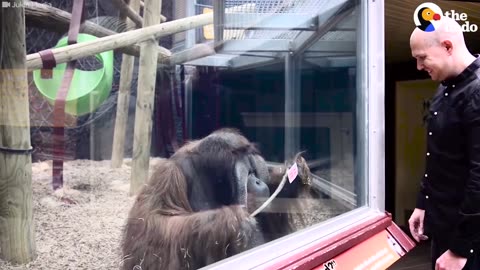 Orangutan Visited by Magician, Proves How Smart He Is | The Dodo