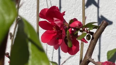 Bee in for Pollen