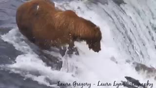 Salmon Leaps Right Into Massive Bear's Mouth