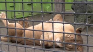 A lion cub does not know how to growl to demand food