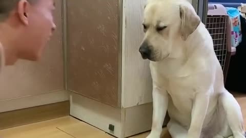 You will get Stomach Ache Laughing SO Hard Funny Dog Videos 2021 June 1080p